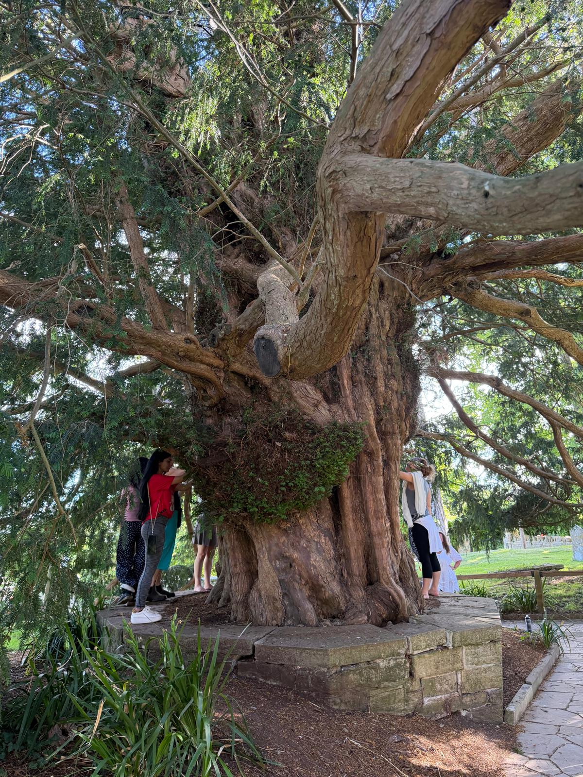 Participants gathered at the trunk of an ancient yew tree