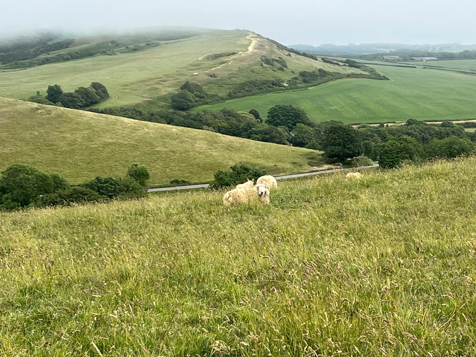 Rolling Dorset hills above the farm