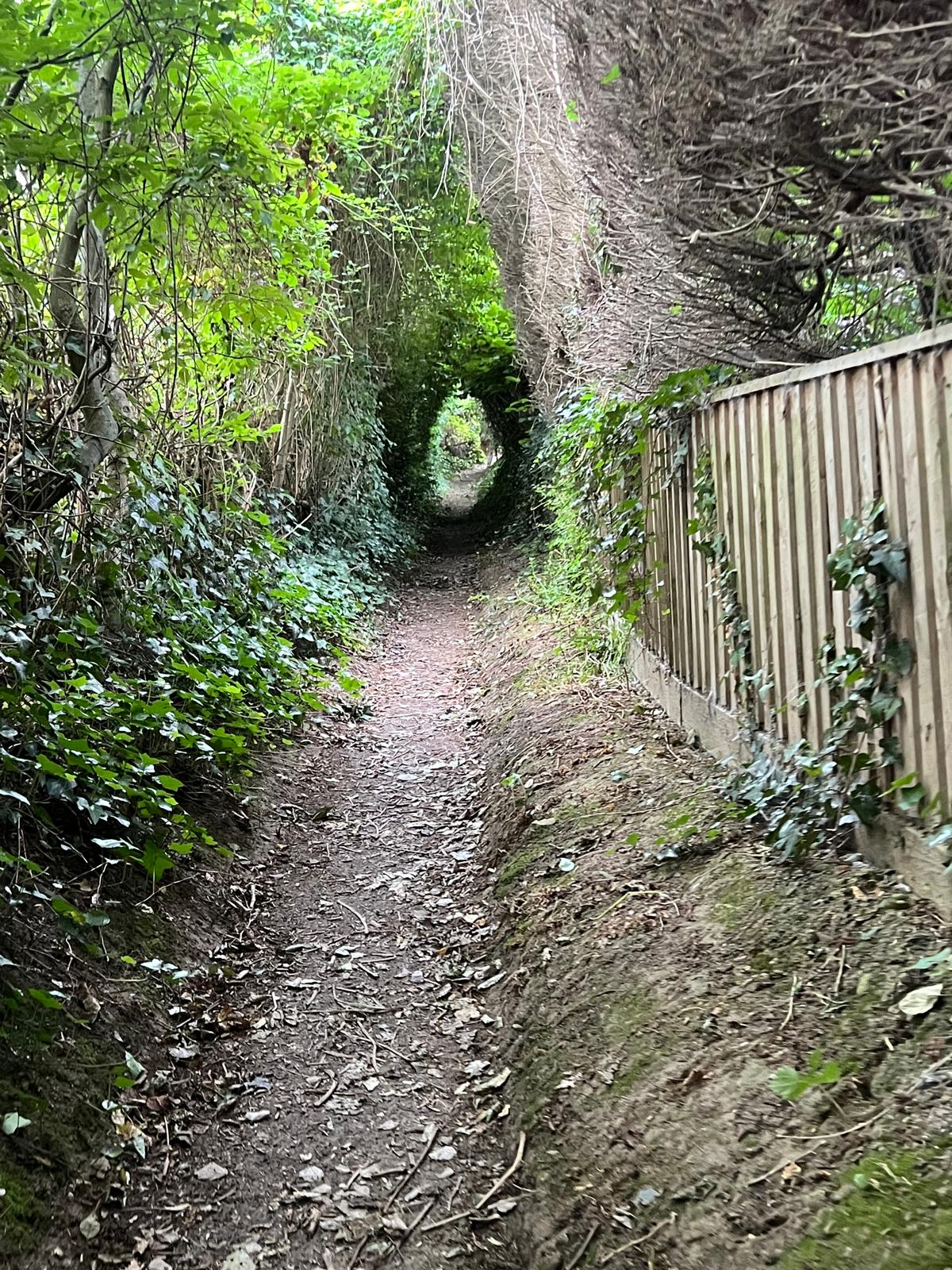 A sunken green path running between hedges